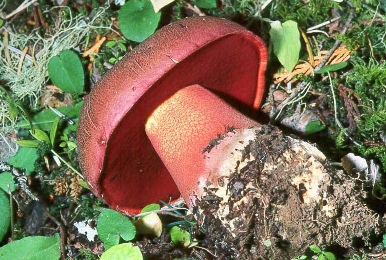 Rubroboletus pulcherrimus